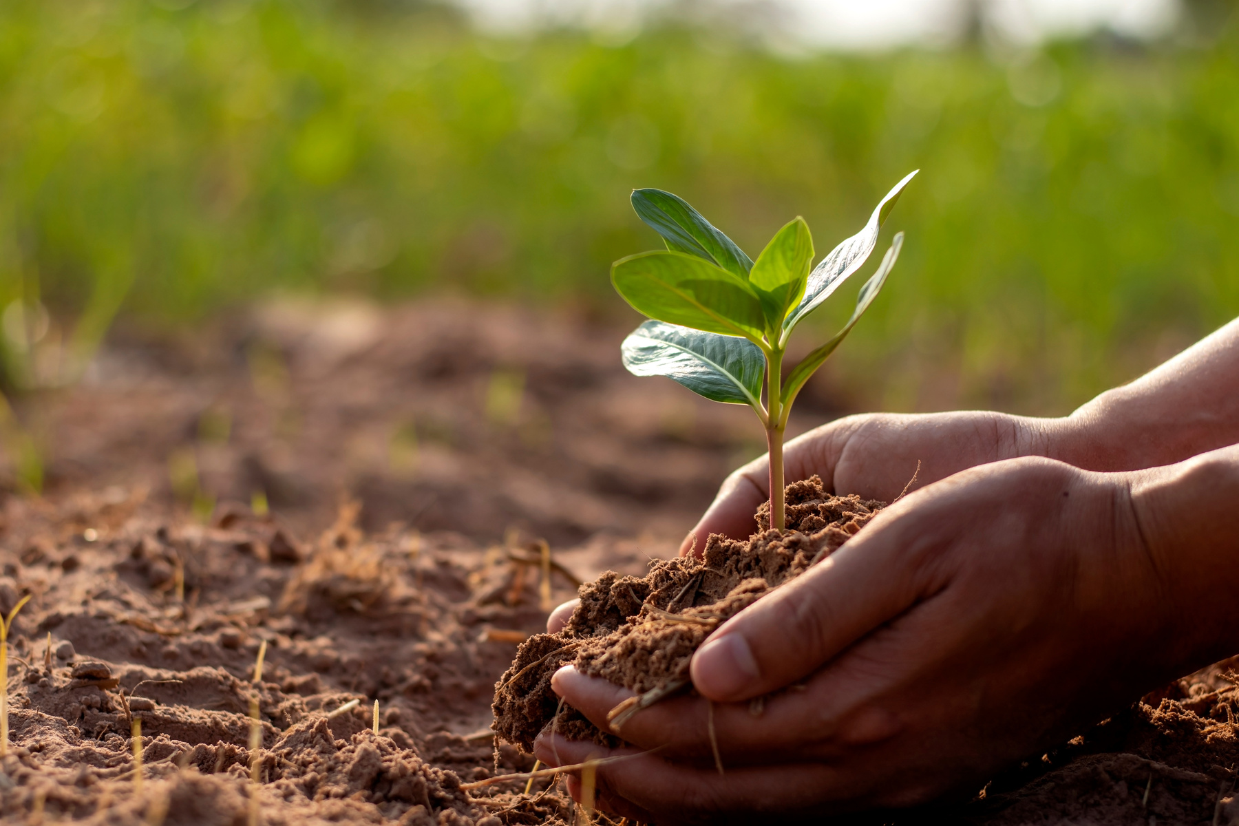 Human Hands Putting a Young Plant to the Soil